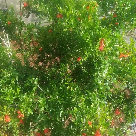 דירה Betty *