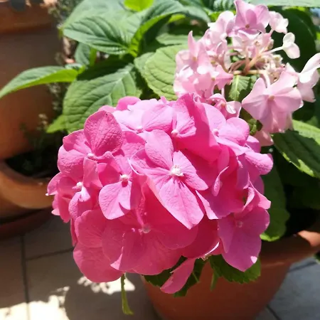 Betty Appartamento Šibenik