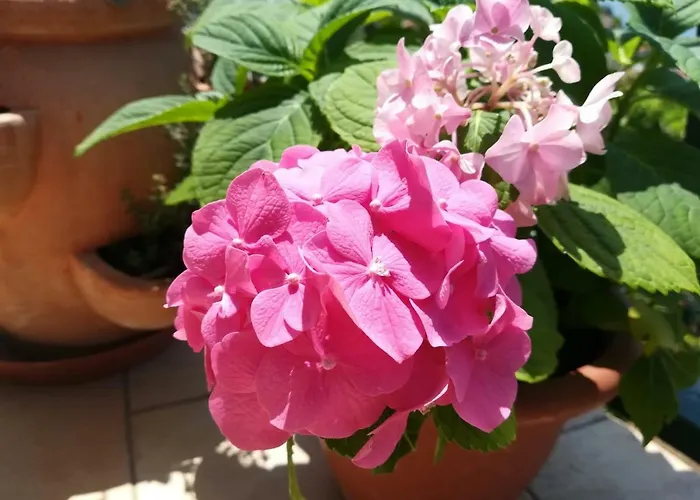 Betty Apartament Szybenik